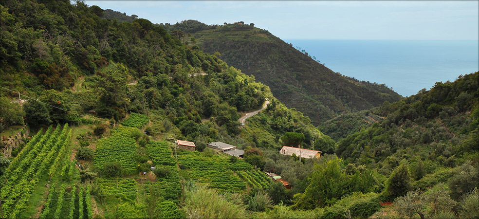 Agriturismo Costa di Campo  - Vernazza (SP) - Cinque Terre - Liguria - Italy