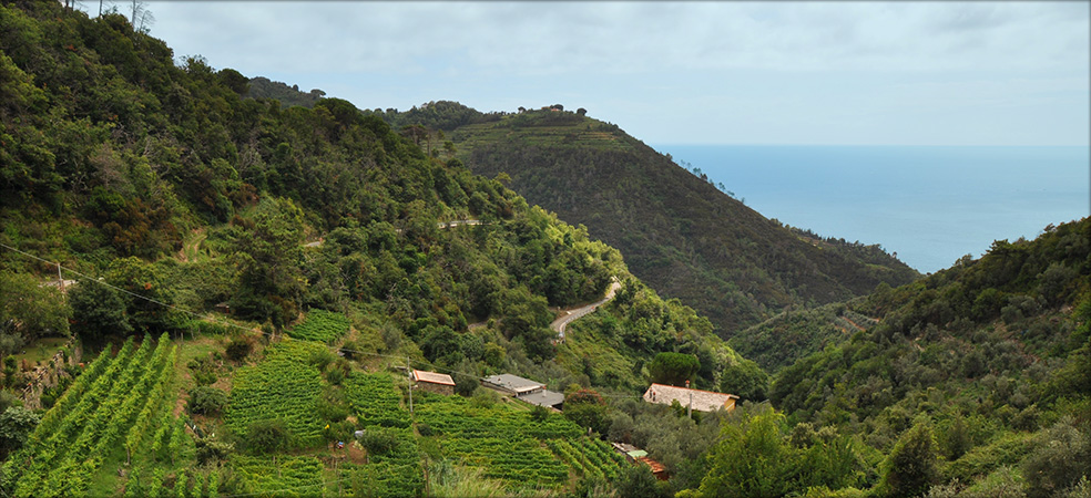 Agriturismo Costa di Campo  - Vernazza (SP) - Cinque Terre - Liguria - Italy